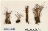 藏品(長朔苔)的圖片